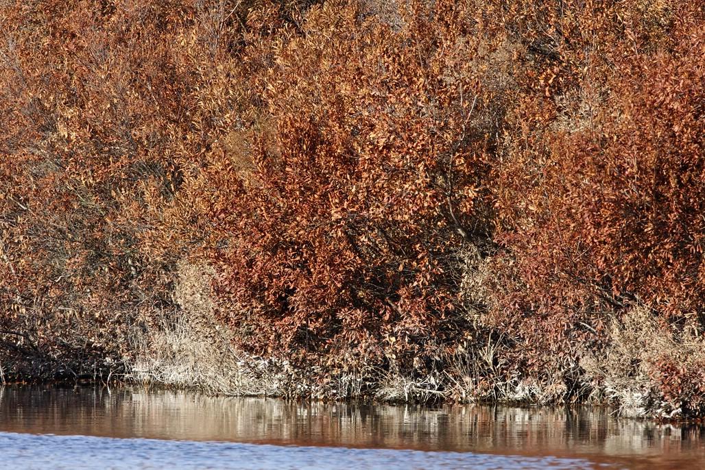 Shrubs around Pond_7902.jpg