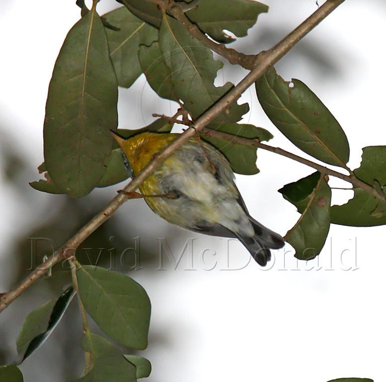 Tropical Parula - female_5213.jpg
