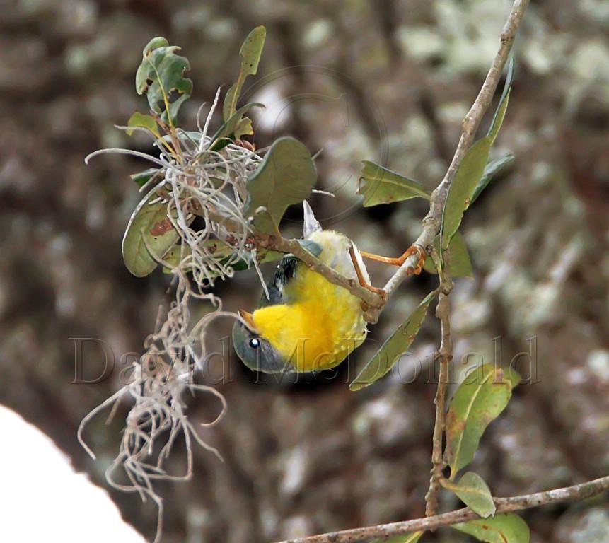 Tropical Parula - female_5234.jpg