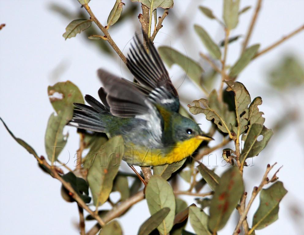 Tropical Parula - female_5254.jpg