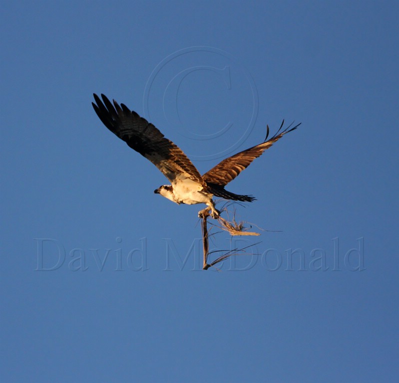 Osprey_4376.jpg