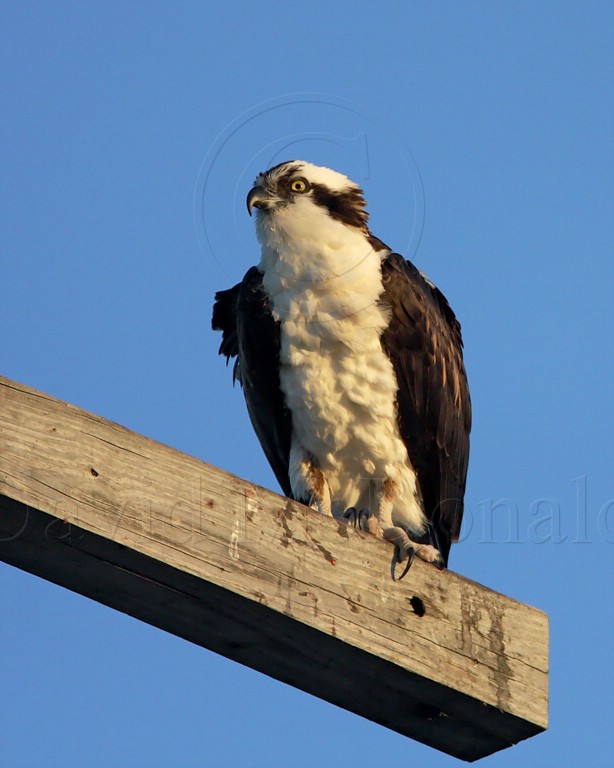 Osprey_4392.jpg