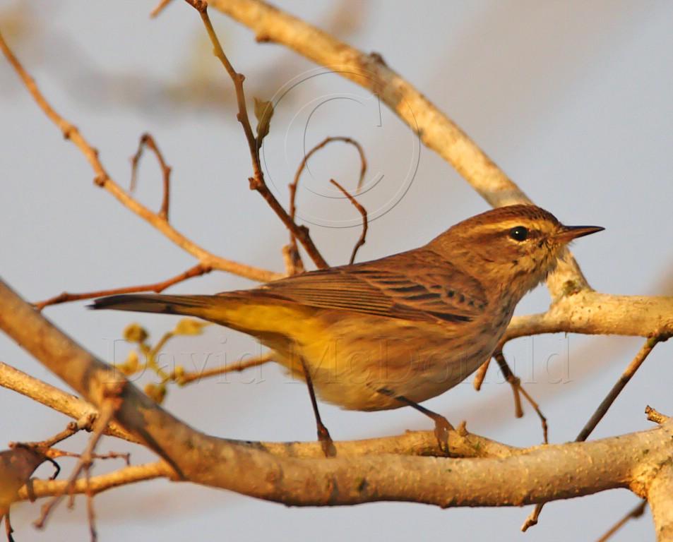 Palm Warbler_3885.jpg