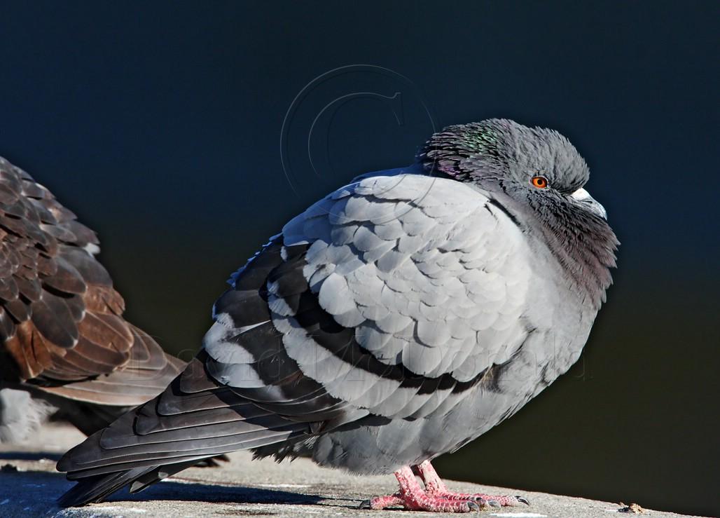 Rock Dove_4473.jpg