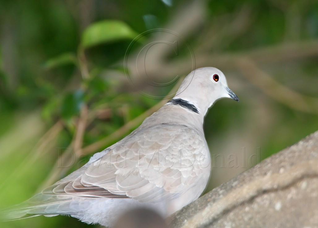 Eurasian Collared Dove_4445.jpg