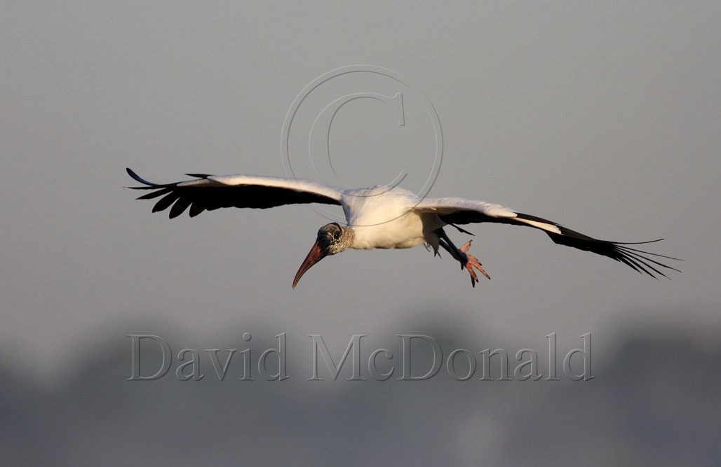 Wood Stork_5001.jpg