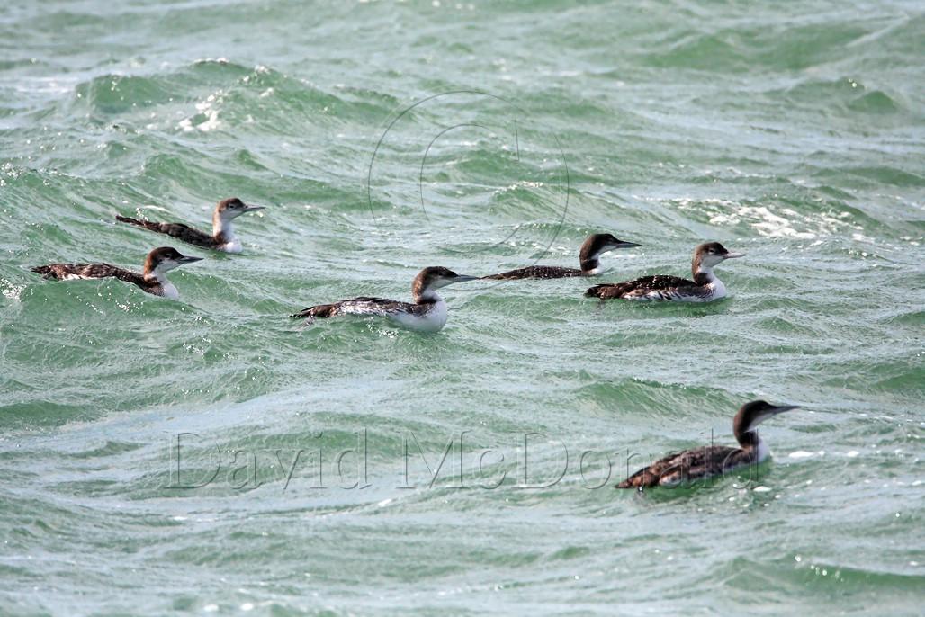 Common Loon_3915.jpg
