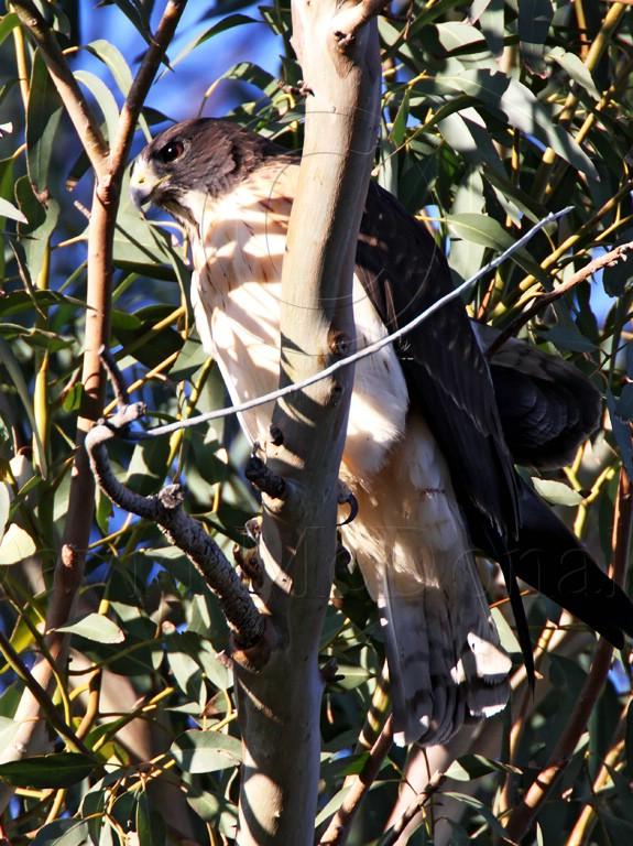 Short-tailed Hawk_5883.jpg