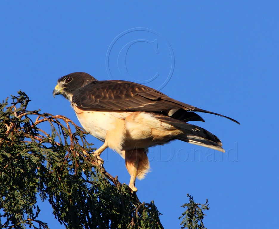 Short-tailed Hawk_5917.jpg
