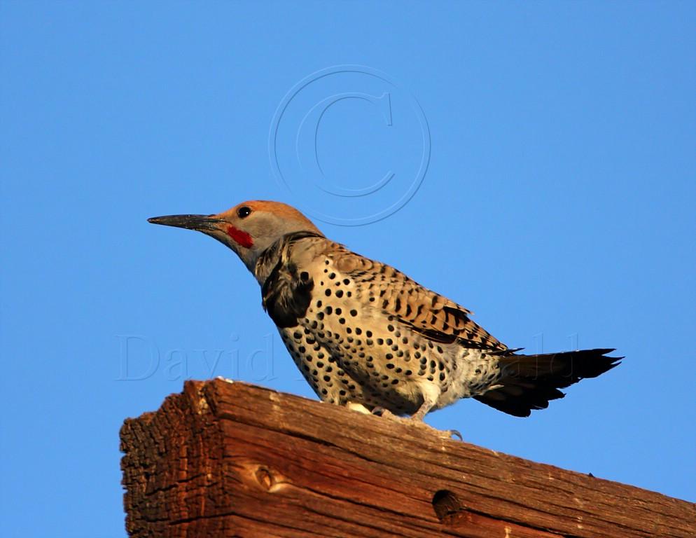 Gilded Flicker - male_5292.jpg