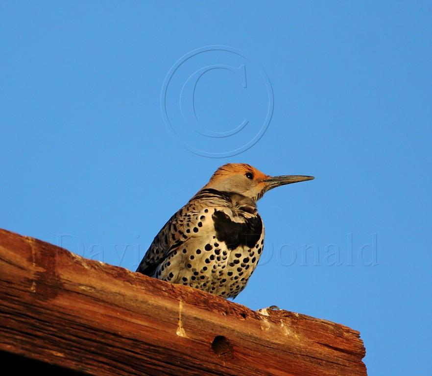 Gilded Flicker - female_5314.jpg