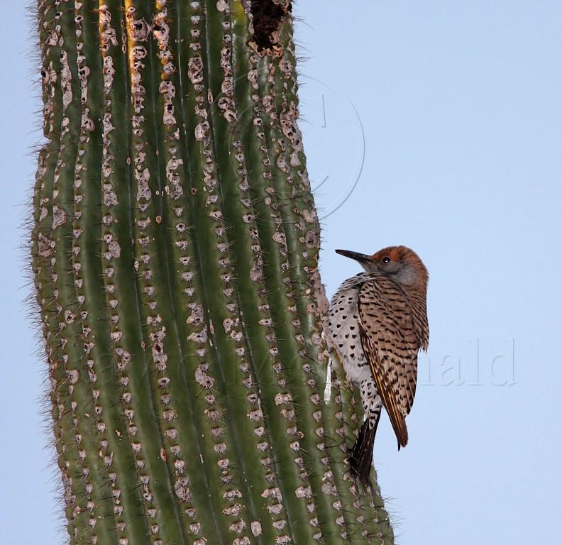 Gilded Flicker - female_5271.jpg
