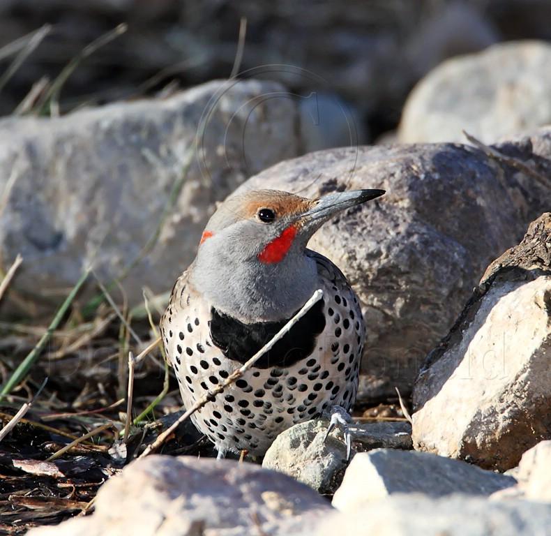 Northern  Flicker - intergrade male_5444.jpg