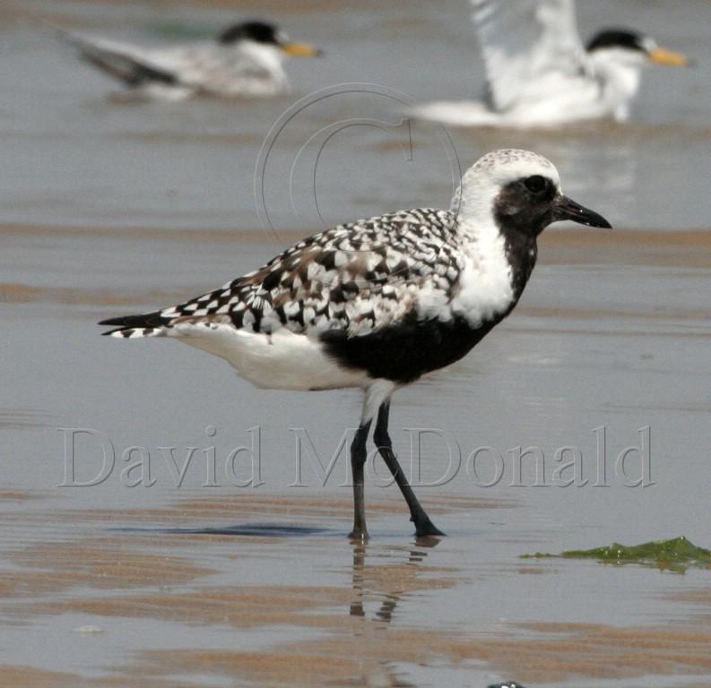 Black-bellied Plover - breeding_0326.jpg