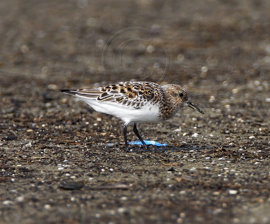 *Sanderling - breeding male_7265.jpg