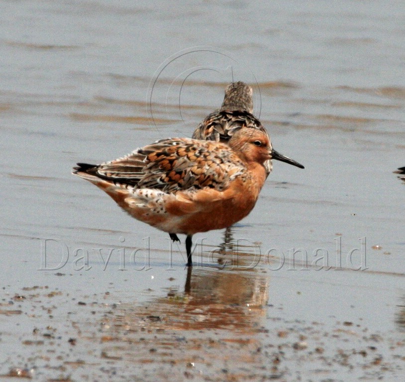 Red Knot_0198.jpg