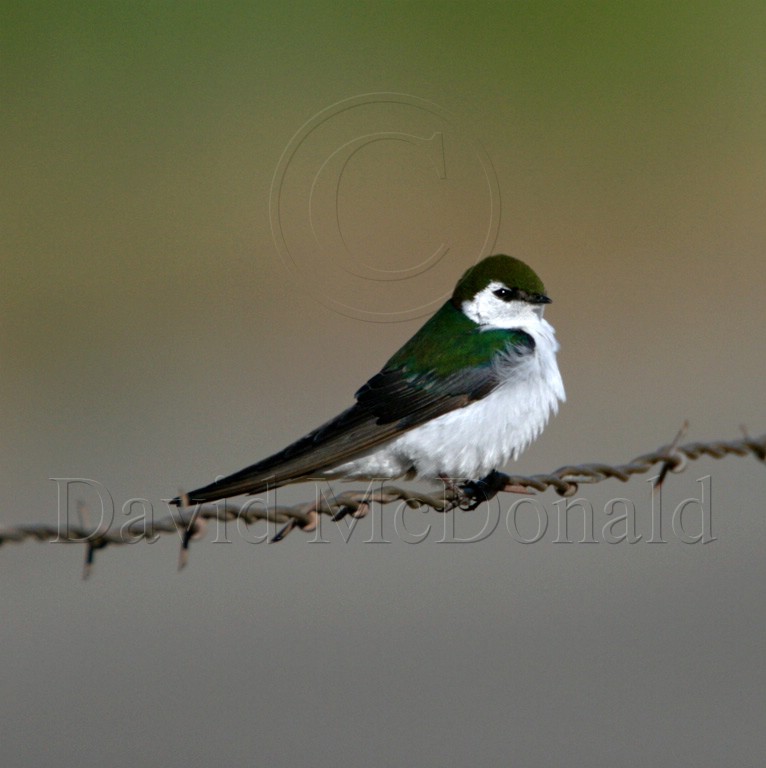 Violet-green Swallow_0152.jpg