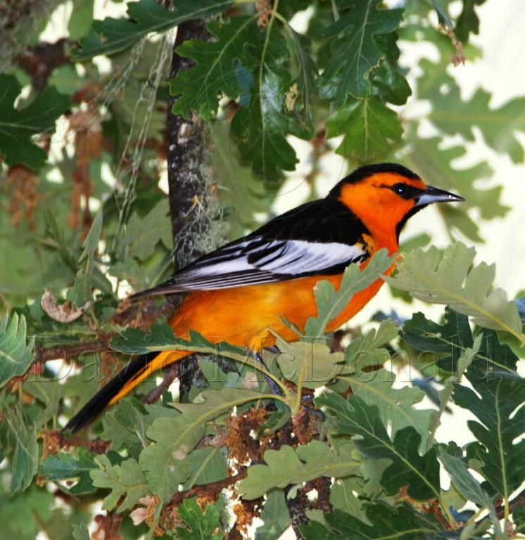 Bullocks Oriole - male_0317.jpg