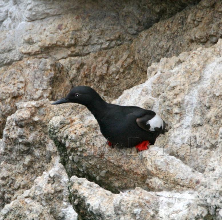 Pigeon Guillemot_0835.jpg