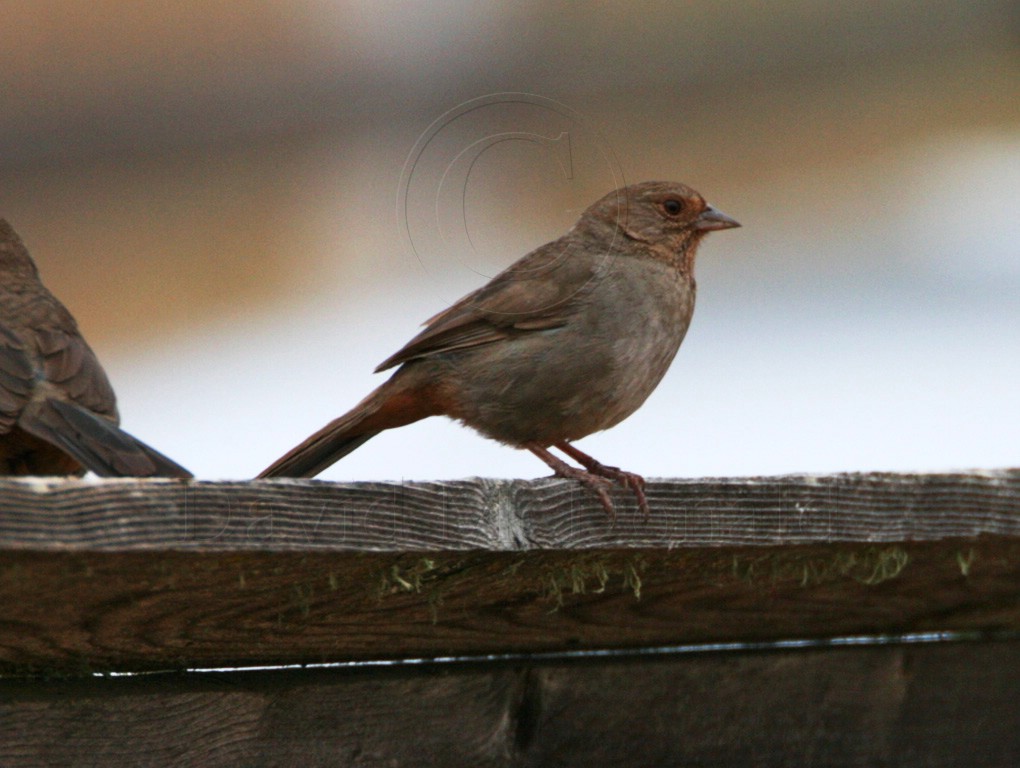 California Towhee_0057.jpg