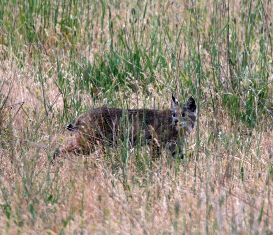 Bobcat_0023.jpg