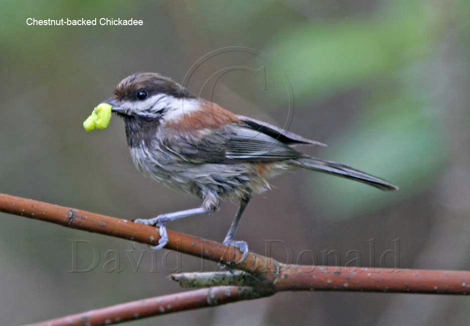Chestnut-backed Chickadee_4201.jpg