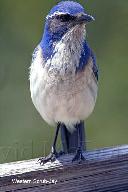 Western Scrub-Jay Pacific_3892.jpg