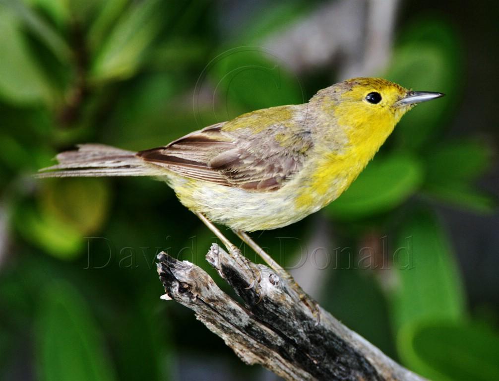 Yellow Warbler Golden - 1st year male_1897.jpg