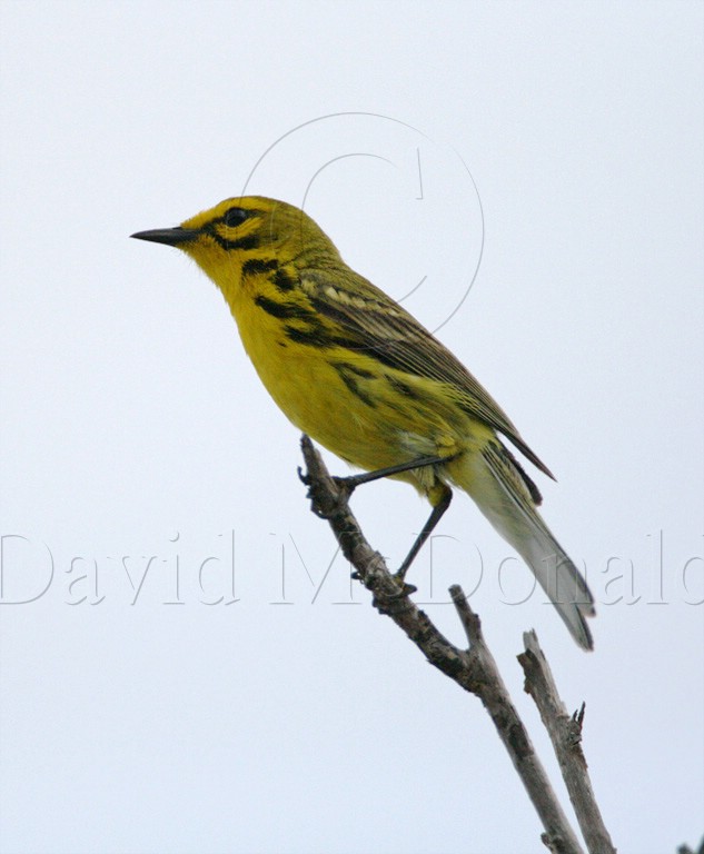 Prairie Warbler - breeding male_1904.jpg