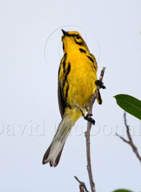 Prairie Warbler - breeding male_1907.jpg