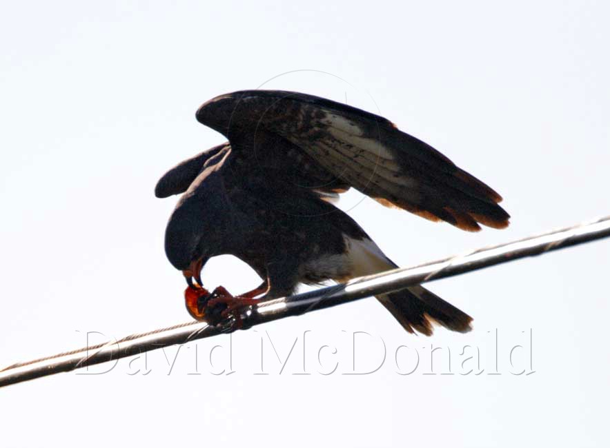 Snail Kite - male_4815.jpg