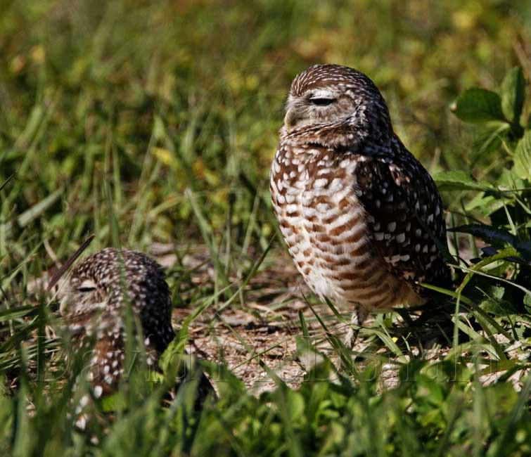 Burrowing Owl - pair_4498.jpg