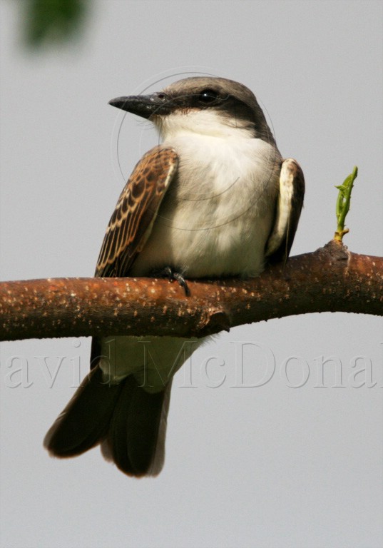 Gray Kingbird_1543.jpg