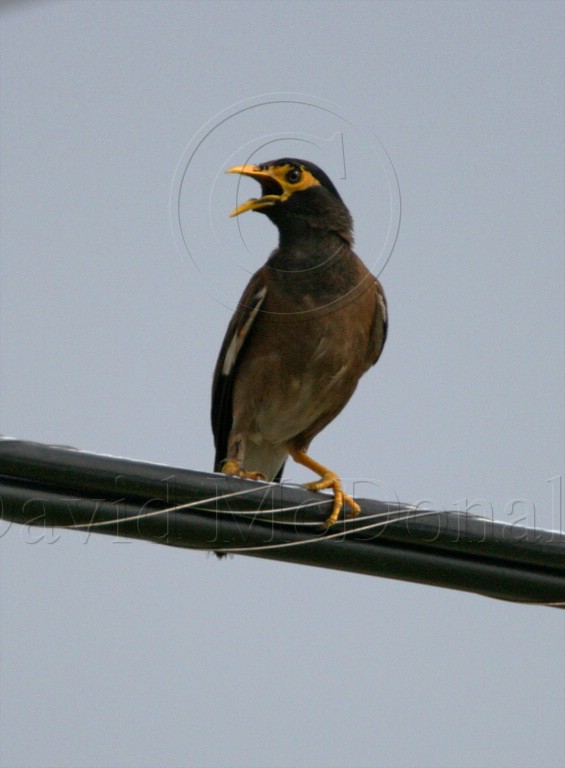 Common Myna_1945.jpg