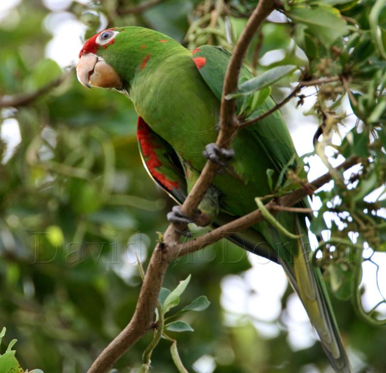 Scarlet-fronted Parakeet_1627.jpg