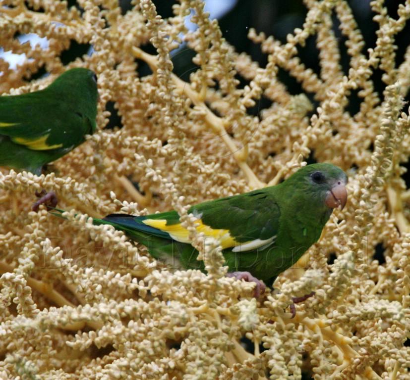 White-winged Parakeet_2127.jpg