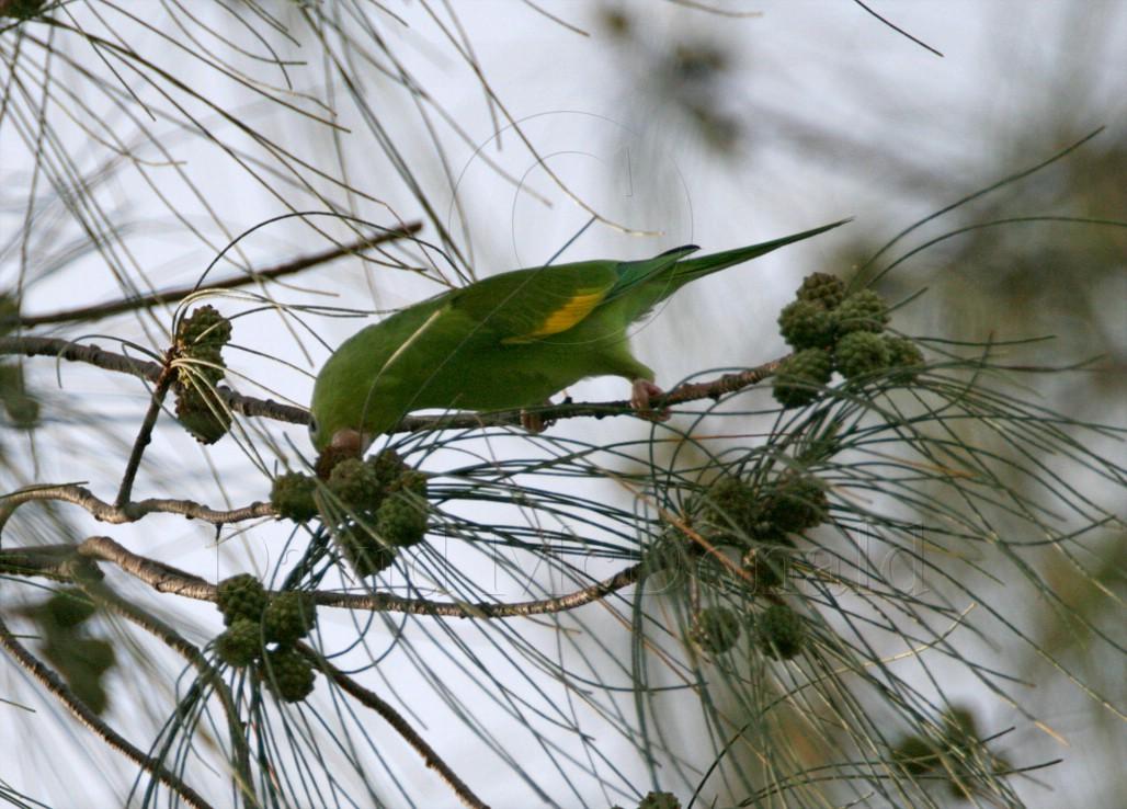 Yellow-chevroned Parakeet_1728.jpg