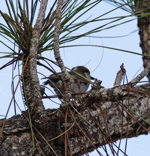 Brown-headed Nuthatch_4643.jpg