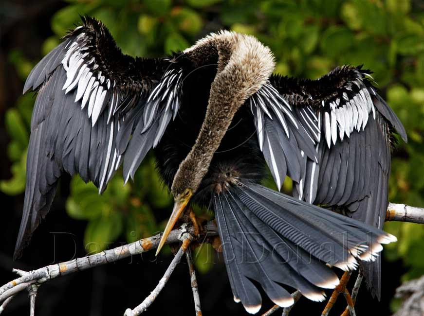 Anhinga - female_4076.jpg