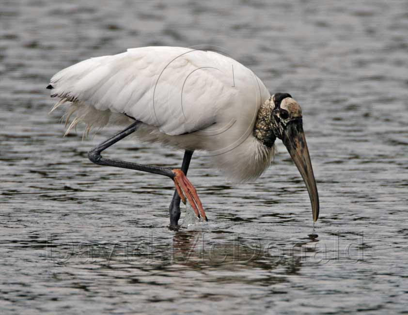 Wood Stork_4130.jpg