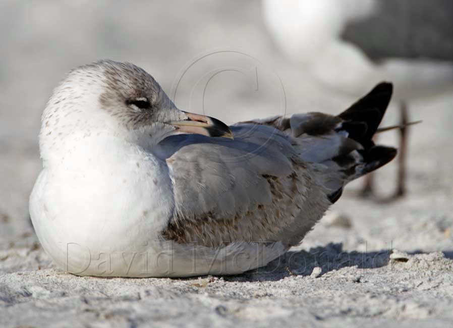 Ring-billed Gull - 1st summer_5005.jpg
