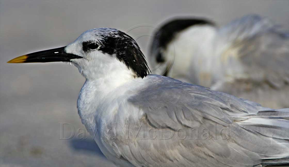 Sandwich Tern - non-breeding_5016.jpg