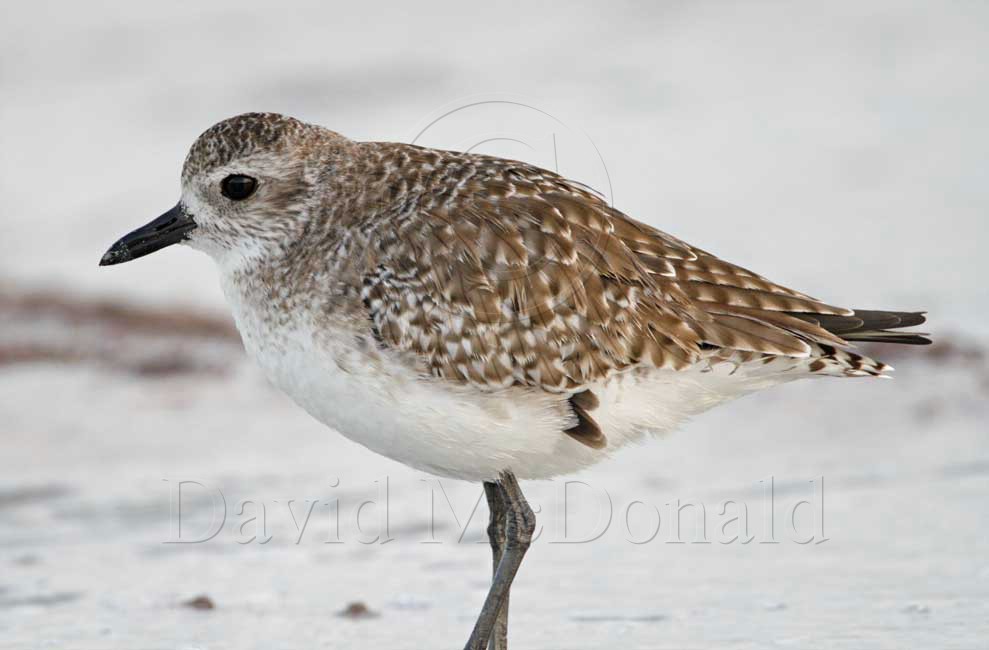 Black-bellied Plover - non-breeding_4422.jpg