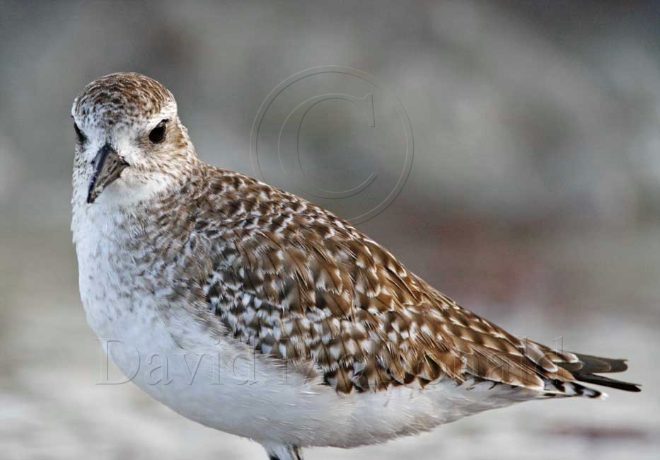 Black-bellied Plover - non-breeding_4470.jpg