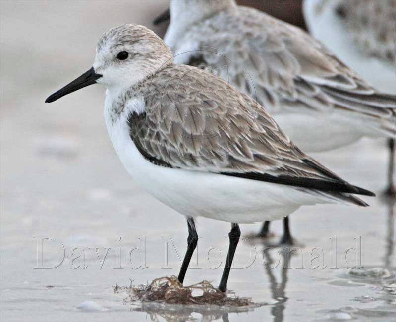 Sanderling - non-breeding_4486.jpg
