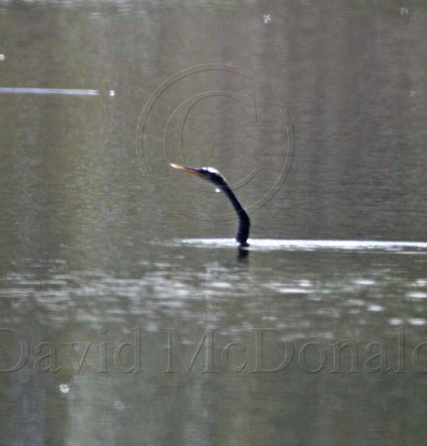 Anhinga - swimming_4648.jpg
