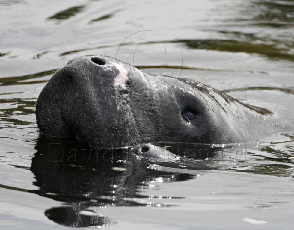 American Manatee_4392.jpg