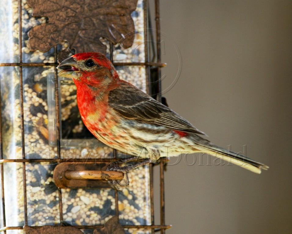 House Finch - male_2256.jpg