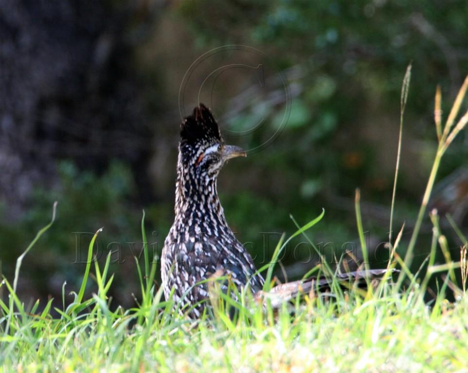 Greater Roadrunner_2590.jpg