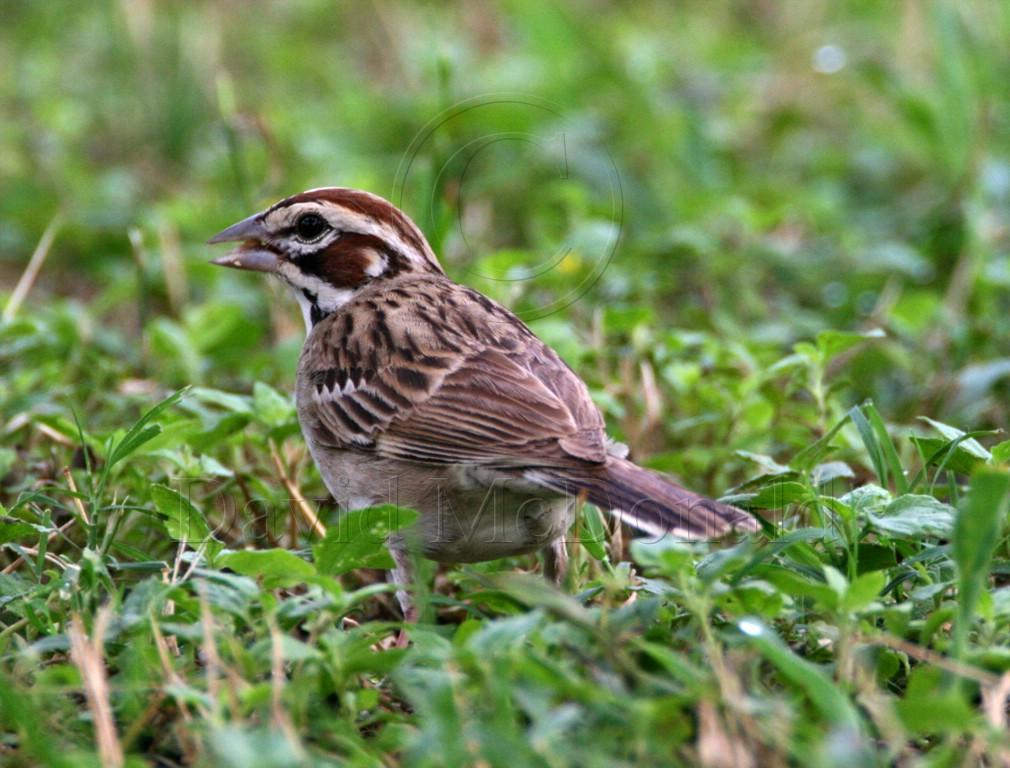 Lark Sparrow_2449.jpg